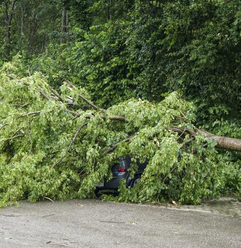 Dieser Baum fiel in Übersee auf einen Pkw, in dem sich zwei Personen befanden. Ersthelfer und die Feuerwehr befreiten die beiden, die gottlob unverletzt blieben.